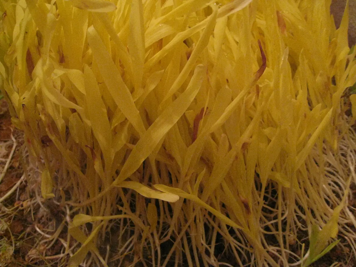 Sacred yellow-green jamara grown for Dashain blessings