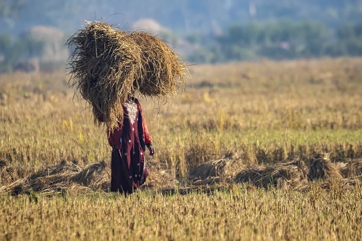 A woman carrying harvested rice straw across a field in the Terai region of Nepal